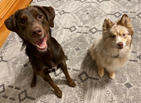 Erins Dogs